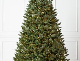 Fraser Fir Christmas Tree