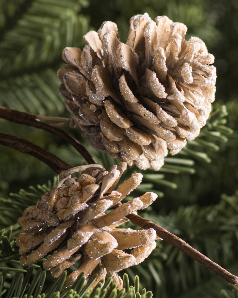 close up of pinecone picks
