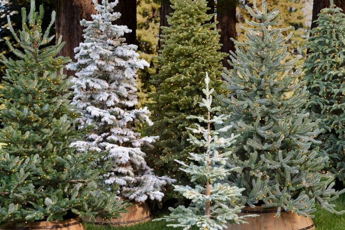 A group of various Christmas tree types in the backyard