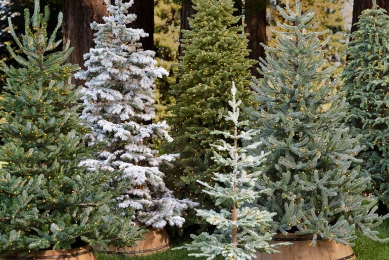 Spruce vs Fir vs Pine: The Types of Christmas Trees