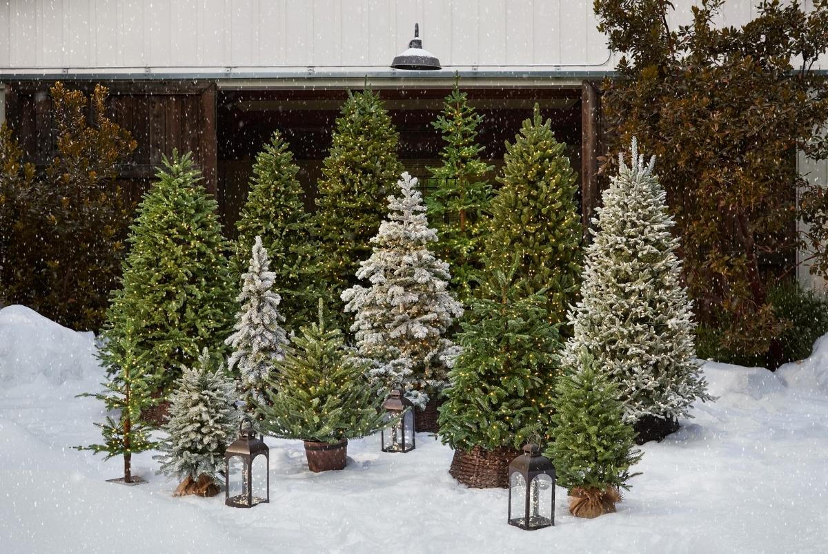 20 Most Popular Types of Christmas Trees and Tree Varieties